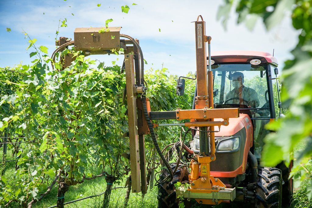 Ladora Vineyard (Vietnam)