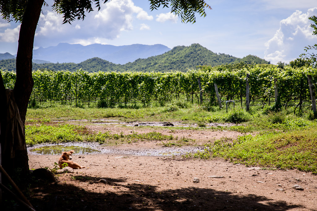 Ladora Vineyard (Vietnam)