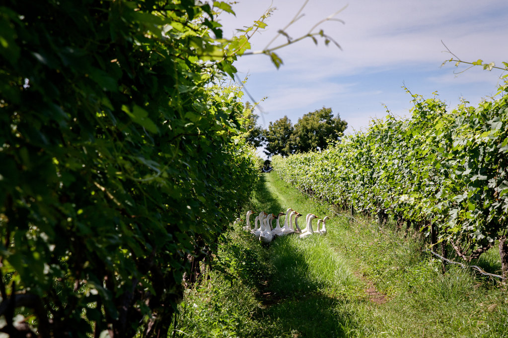 Ladora Vineyard (Vietnam)