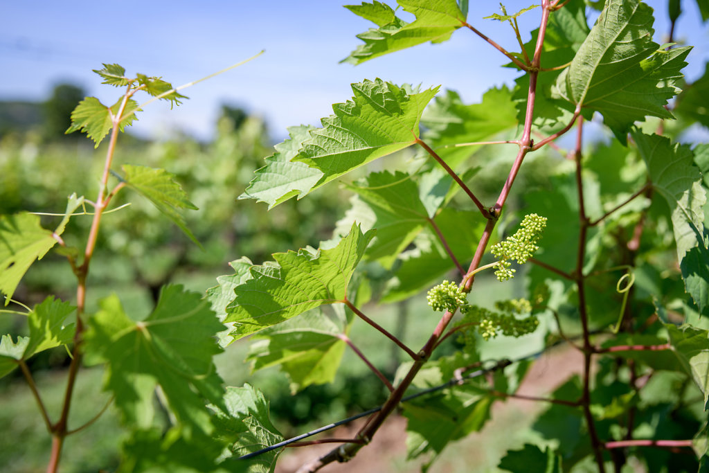 Ladora Vineyard (Vietnam)