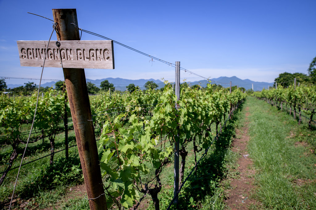 Ladora Vineyard (Vietnam)