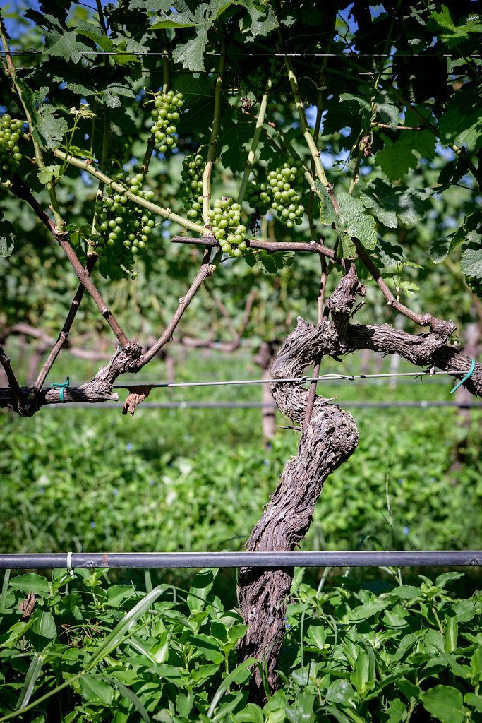 Ladora Vineyard (Vietnam)