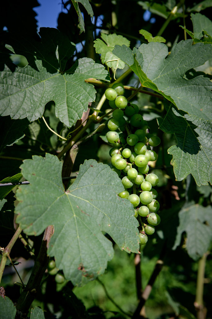 Ladora Vineyard (Vietnam)