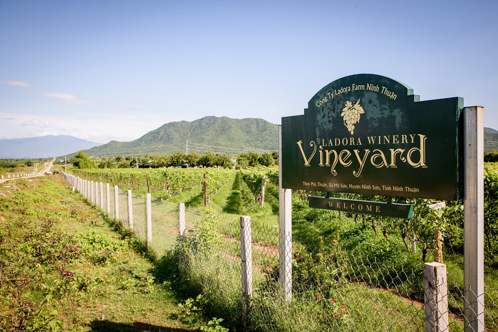 Ladora Vineyard (Vietnam)