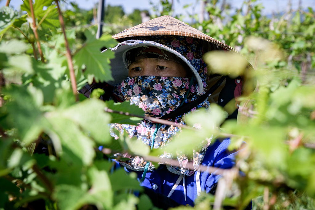 Ladora Vineyard (Vietnam)