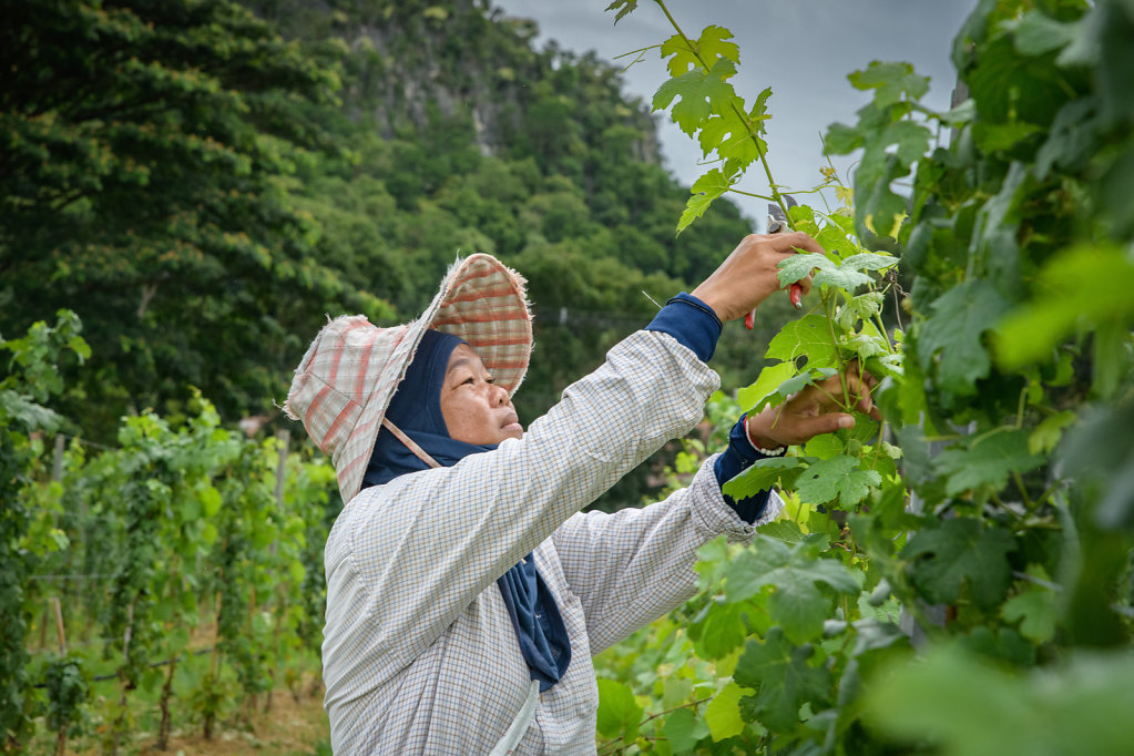 Granmonte Winery (Thailand)