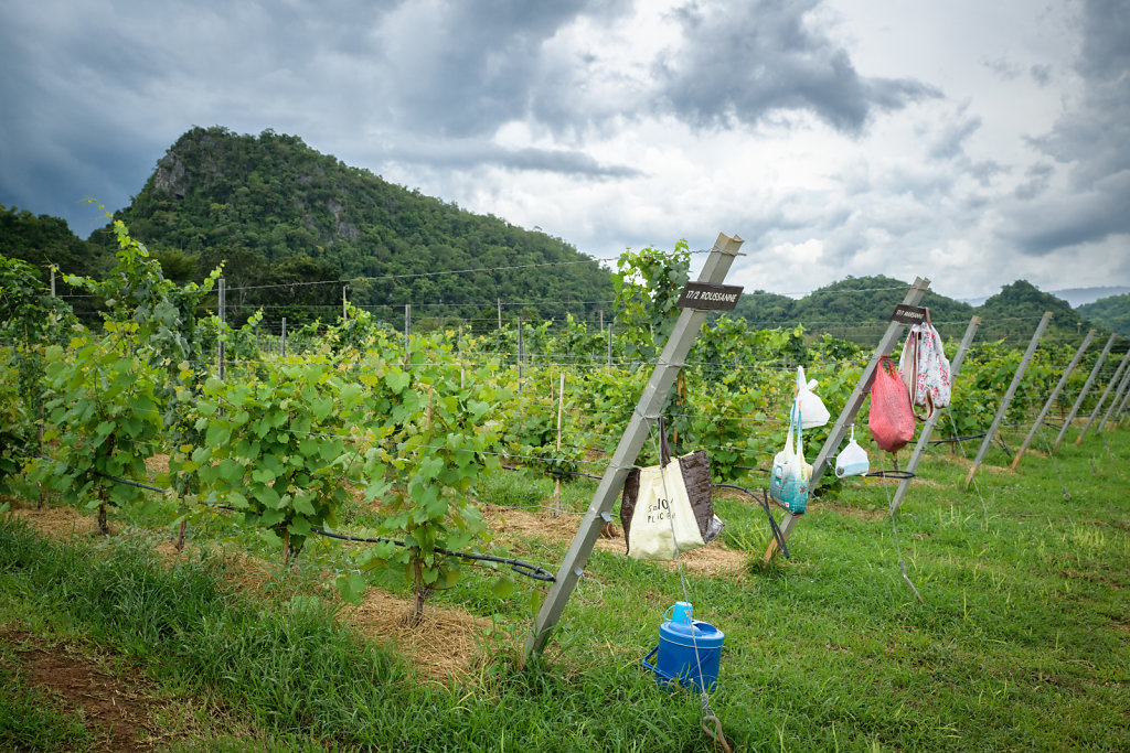 Granmonte Winery (Thailand)